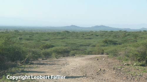 A08_192 Buschsavanne