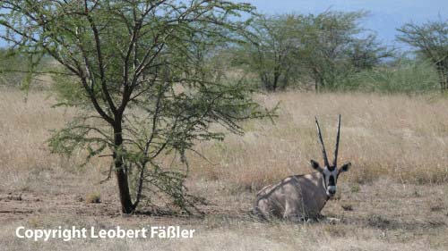 A08_202 Antilope
