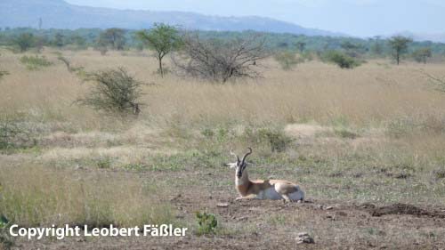 A08_203 Antilope