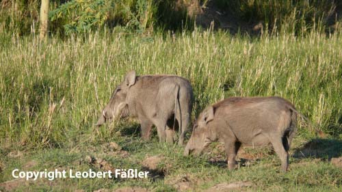 A08_204 Wildschweine