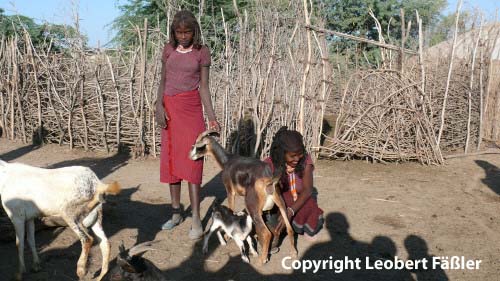 A08_211 Afar ZiegeMelken