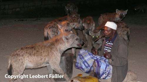 A08_305 Harar Hyaenen