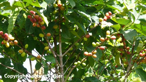 A08_317 Kafeestrauch