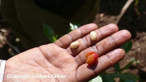 A08_318 Kafeebohnen