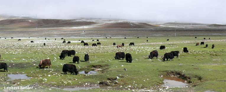 Tibet_137